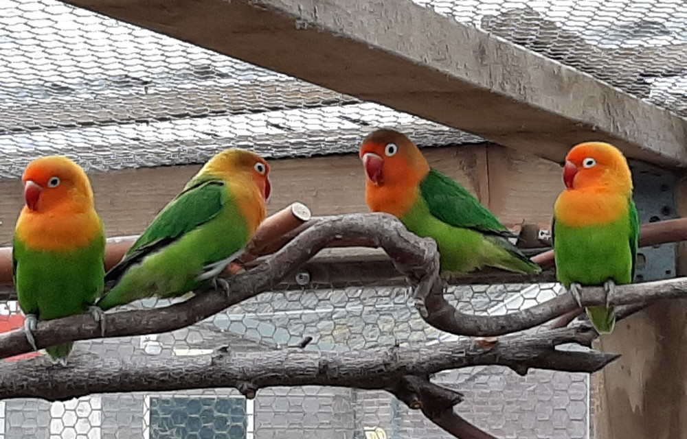 Vogelverzorger(s) bij de Kinderboerderij