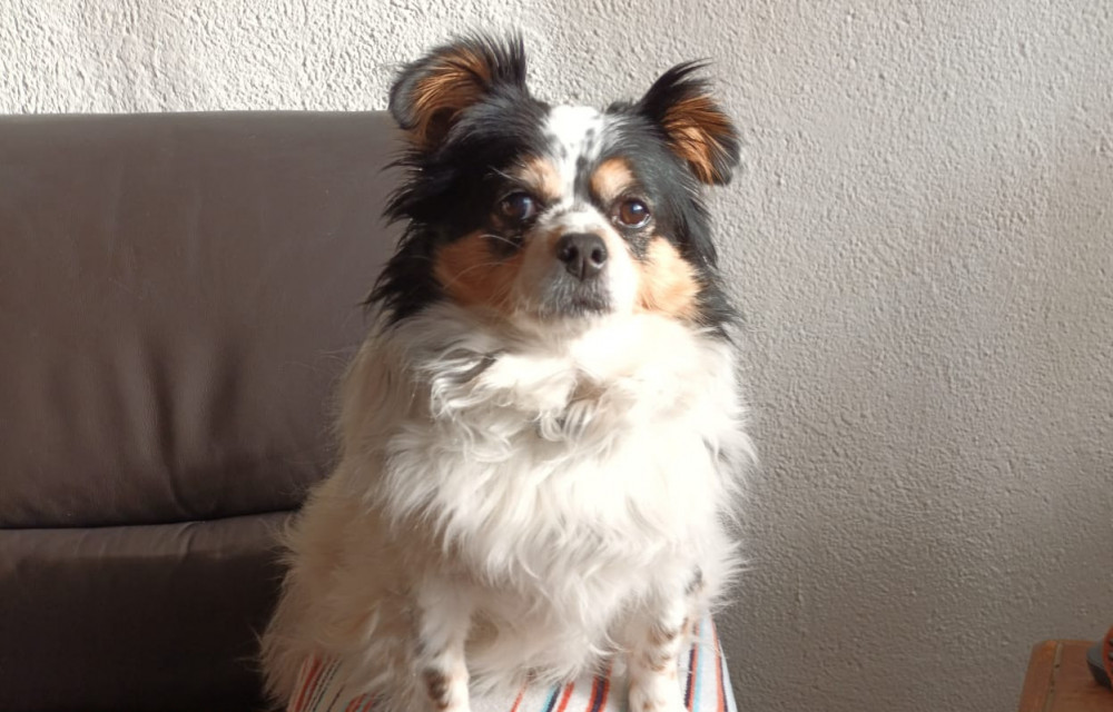 Een rondje met een hondje...